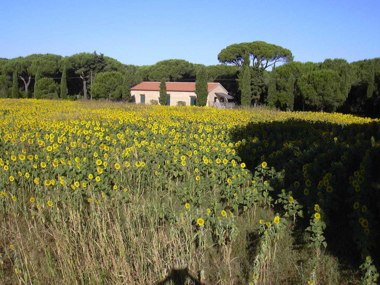 Residence La Canova II Grosseto Exterior photo